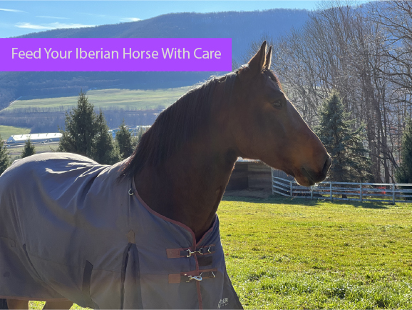 Feed Your Iberian Horse With Care