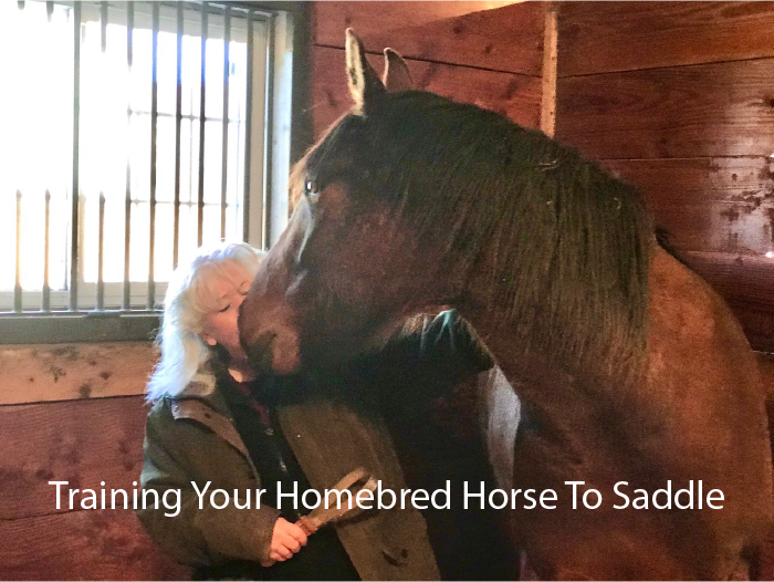 Training Your Homebred Horse To Saddle Training Your Homebred Horse To Saddle
