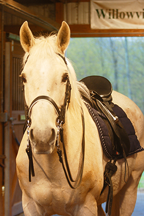 Make Time to Ride By Nikki Alvin-Smith