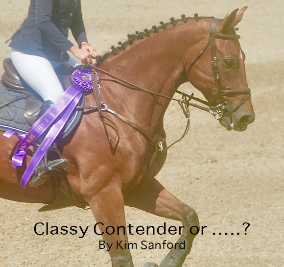 Classy Contender or …..?
By Kim Sanford