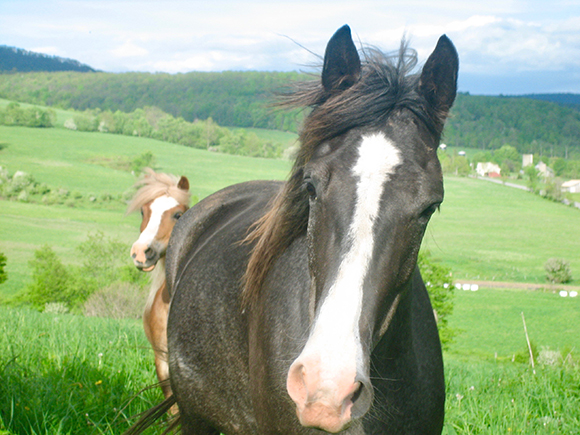 The Ethics of Horse Rescue