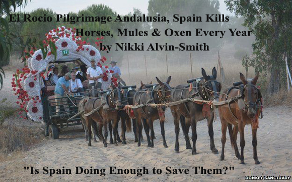 El Rocio Pilgrimage Andalusia, Spain Kills Horses, Mules & Oxen Every Year
"Is Spain Doing Enough to Save Them?"
by Nikki Alvin-Smith