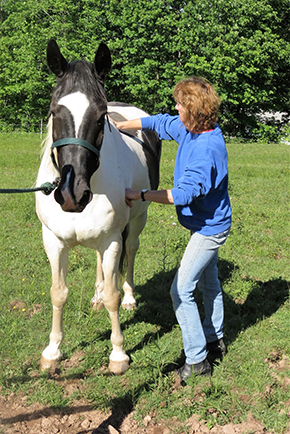 Who Doesn’t Love a Massage? Bet Your Horse Would Too..