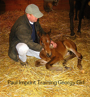 The Life and Times of Annie ~ A Thoroughbred’s Second Chance By Nikki Alvin-Smith