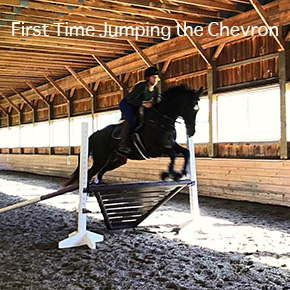 The Life and Times of Annie ~ A Thoroughbred’s Second Chance By Nikki Alvin-Smith