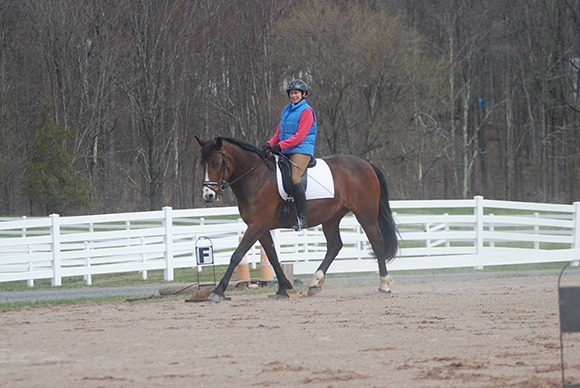 Is Your Horse a Donkey? By Nikki Alvin-Smith