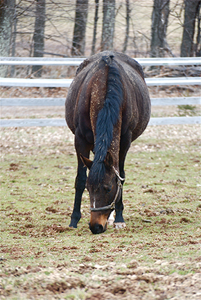 Count Down To A Successful Equine Deworming Program By Nikki Alvin-Smith