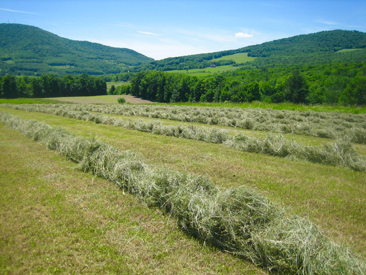 Horse Hay Hassles and Hustles Hay in windrows