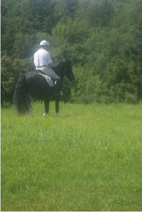 US Equestrian Debuts Lifetime Care Feature for Recorded Horses